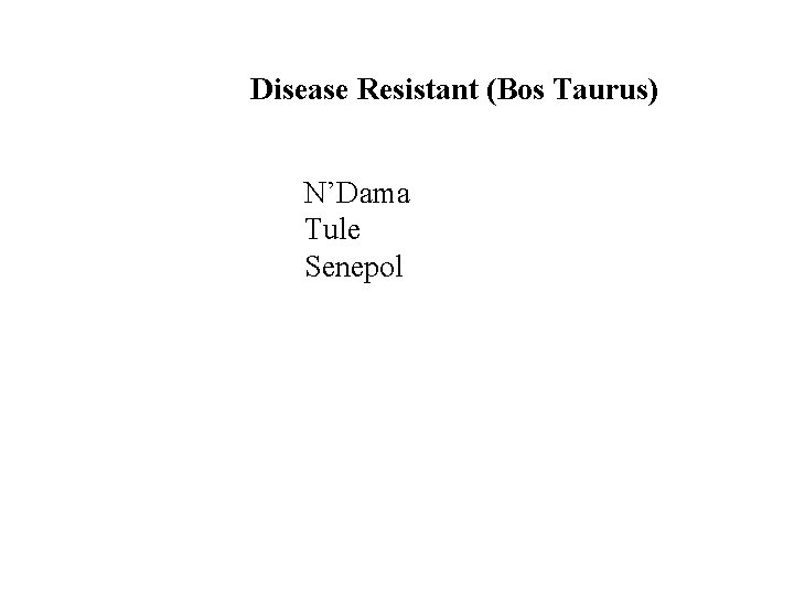 Disease Resistant (Bos Taurus) N’Dama Tule Senepol 