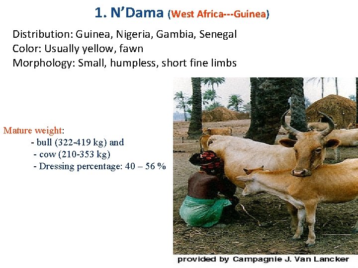 1. N’Dama (West Africa---Guinea) Distribution: Guinea, Nigeria, Gambia, Senegal Color: Usually yellow, fawn Morphology: