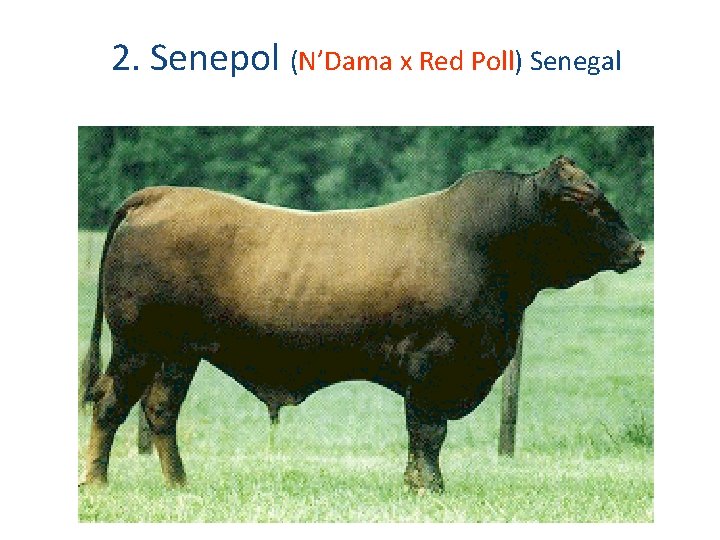 2. Senepol (N’Dama x Red Poll) Senegal 