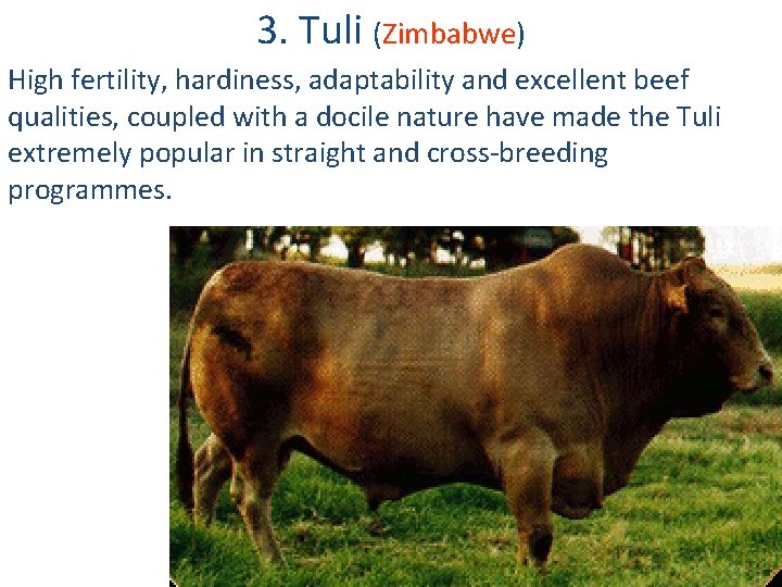 3. Tuli (Zimbabwe) High fertility, hardiness, adaptability and excellent beef qualities, coupled with a