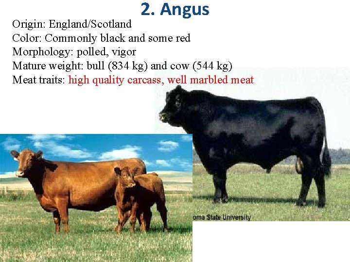 2. Angus Origin: England/Scotland Color: Commonly black and some red Morphology: polled, vigor Mature