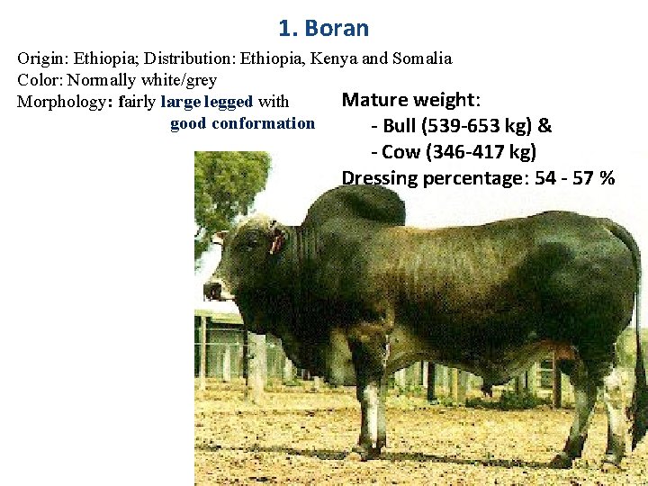 1. Boran Origin: Ethiopia; Distribution: Ethiopia, Kenya and Somalia Color: Normally white/grey Mature weight: