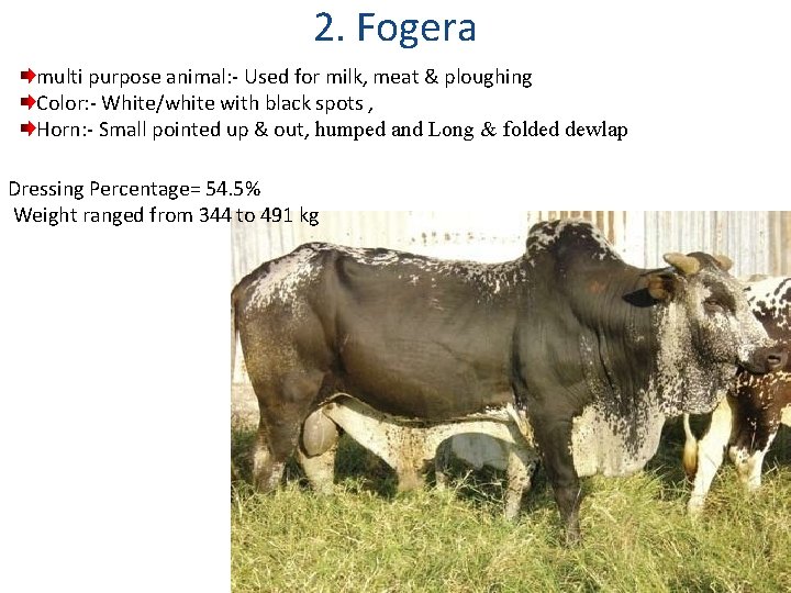 2. Fogera multi purpose animal: - Used for milk, meat & ploughing Color: -