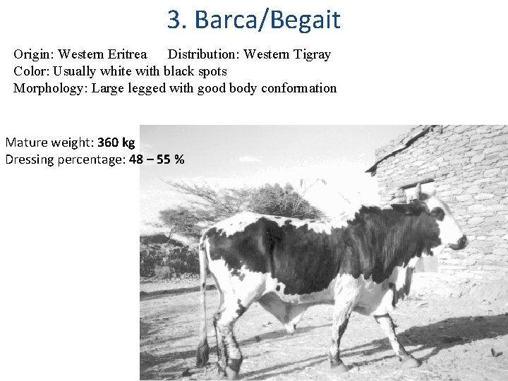 3. Barca/Begait Origin: Western Eritrea Distribution: Western Tigray Color: Usually white with black spots