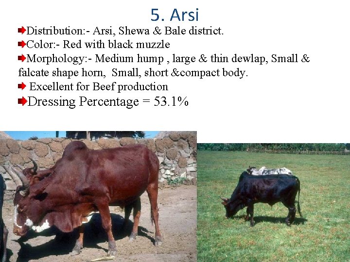 5. Arsi Distribution: - Arsi, Shewa & Bale district. Color: - Red with black