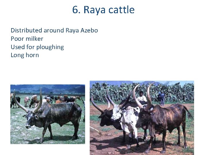 6. Raya cattle Distributed around Raya Azebo Poor milker Used for ploughing Long horn