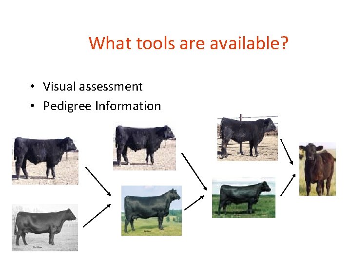 What tools are available? • Visual assessment • Pedigree Information 