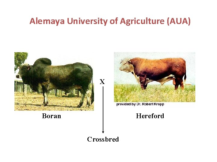 Alemaya University of Agriculture (AUA) X Boran Hereford Crossbred 