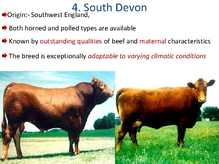 4. South Devon Origin: - Southwest England, Both horned and polled types are available