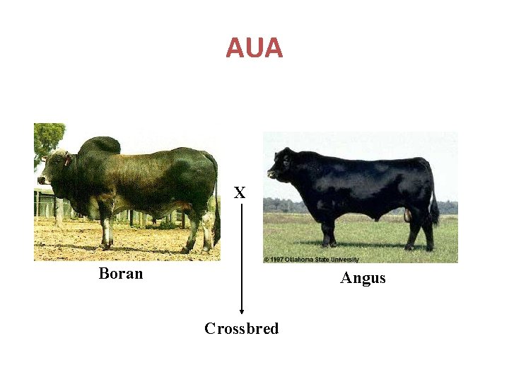 AUA X Boran Angus Crossbred 