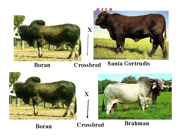 AUA X Boran Crossbred Santa Gertrudis X Boran Crossbred Brahman 