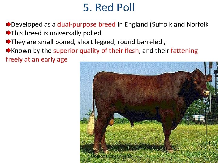 5. Red Poll Developed as a dual-purpose breed in England (Suffolk and Norfolk This