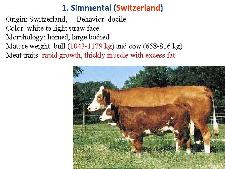 1. Simmental (Switzerland) Origin: Switzerland, Behavior: docile Color: white to light straw face Morphology: