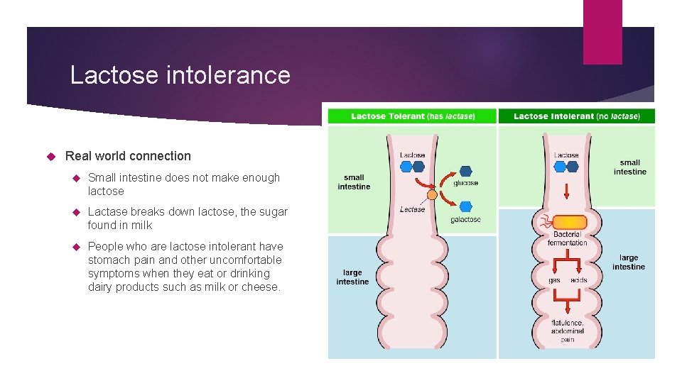 Lactose intolerance Real world connection Small intestine does not make enough lactose Lactase breaks