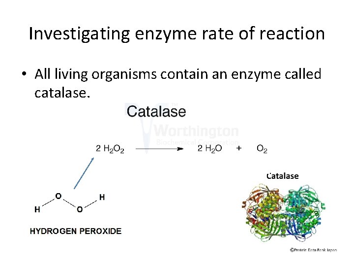 Enzymes Enzymes are biological catalysts They speed up