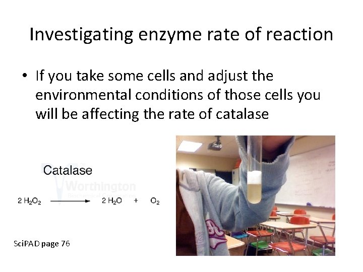 Investigating enzyme rate of reaction • If you take some cells and adjust the