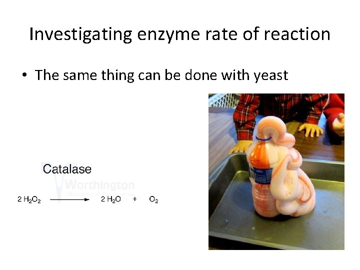 Investigating enzyme rate of reaction • The same thing can be done with yeast