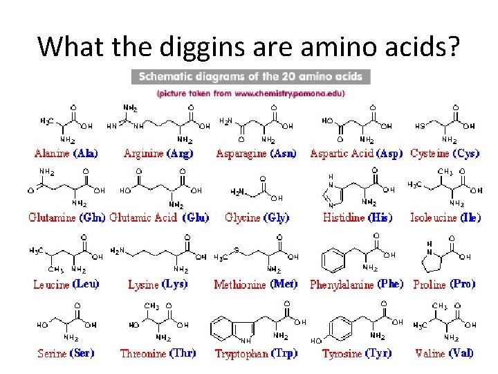 What the diggins are amino acids? 