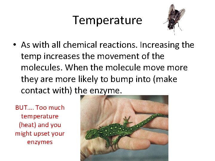 Temperature • As with all chemical reactions. Increasing the temp increases the movement of