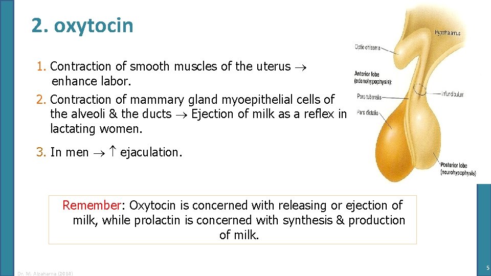 2. oxytocin 1. Contraction of smooth muscles of the uterus enhance labor. 2. Contraction