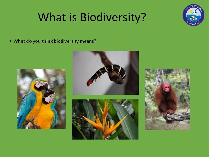 What is Biodiversity? • What do you think biodiversity means? 3 