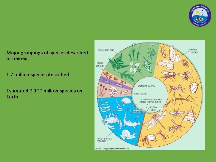 Major groupings of species described or named 1. 7 million species described Estimated 3