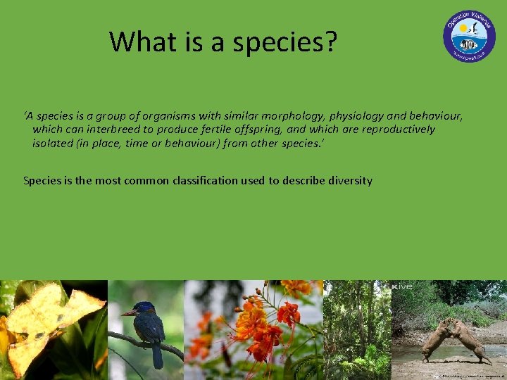 What is a species? ‘A species is a group of organisms with similar morphology,