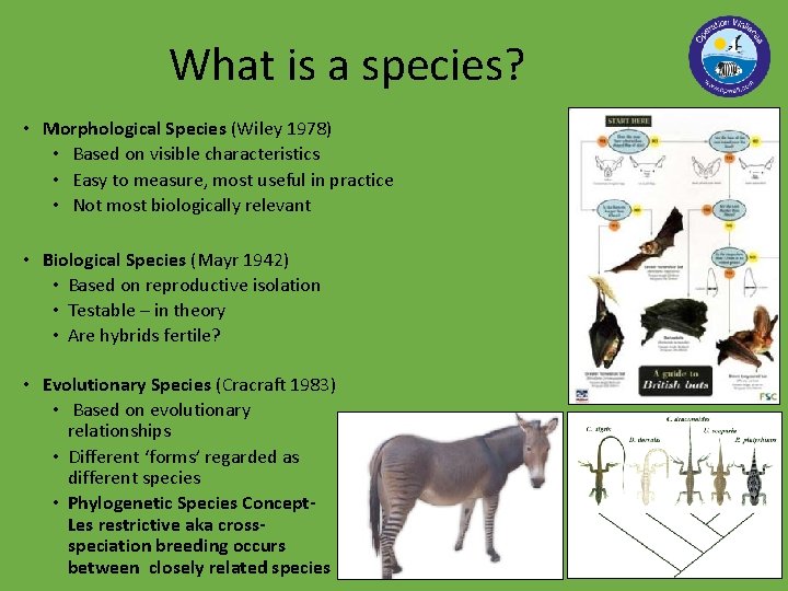 What is a species? • Morphological Species (Wiley 1978) • Based on visible characteristics