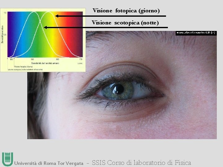 Visione fotopica (giorno) Visione scotopica (notte) Università di Roma Tor Vergata ― SSIS Corso