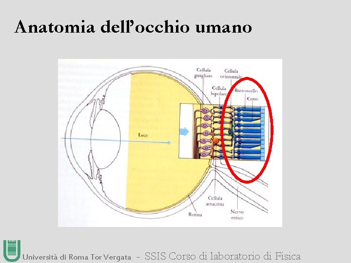 Anatomia dell’occhio umano Università di Roma Tor Vergata ― SSIS Corso di laboratorio di