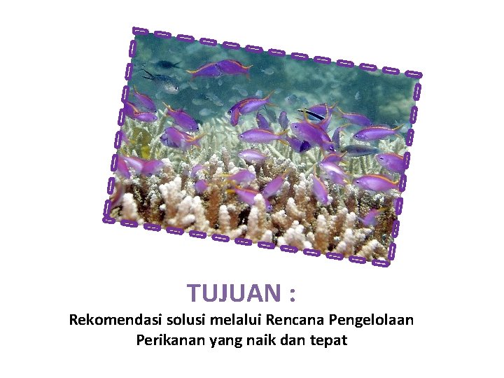 TUJUAN : Rekomendasi solusi melalui Rencana Pengelolaan Perikanan yang naik dan tepat 
