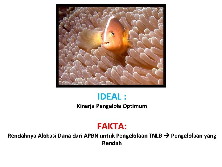 IDEAL : Kinerja Pengelola Optimum FAKTA: Rendahnya Alokasi Dana dari APBN untuk Pengelolaan TNLB