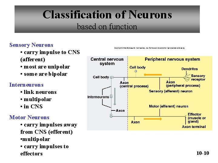 Classification of Neurons based on function Sensory Neurons • carry impulse to CNS (afferent)