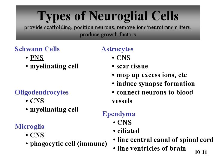 Types of Neuroglial Cells provide scaffolding, position neurons, remove ions/neurotransmitters, produce growth factors Schwann