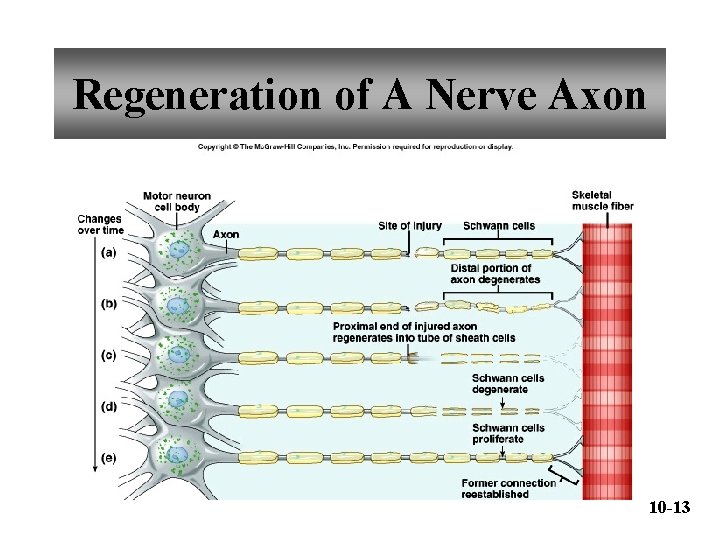 Regeneration of A Nerve Axon 10 -13 