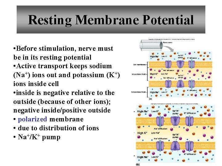 Resting Membrane Potential • Before stimulation, nerve must be in its resting potential •