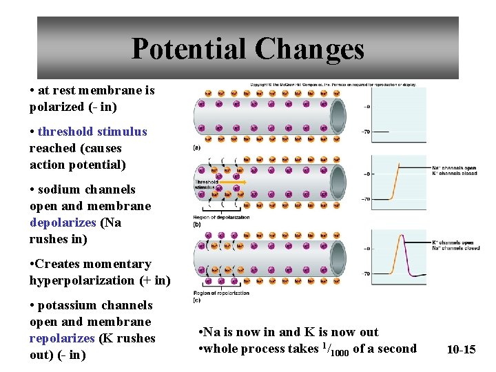 Potential Changes • at rest membrane is polarized (- in) • threshold stimulus reached