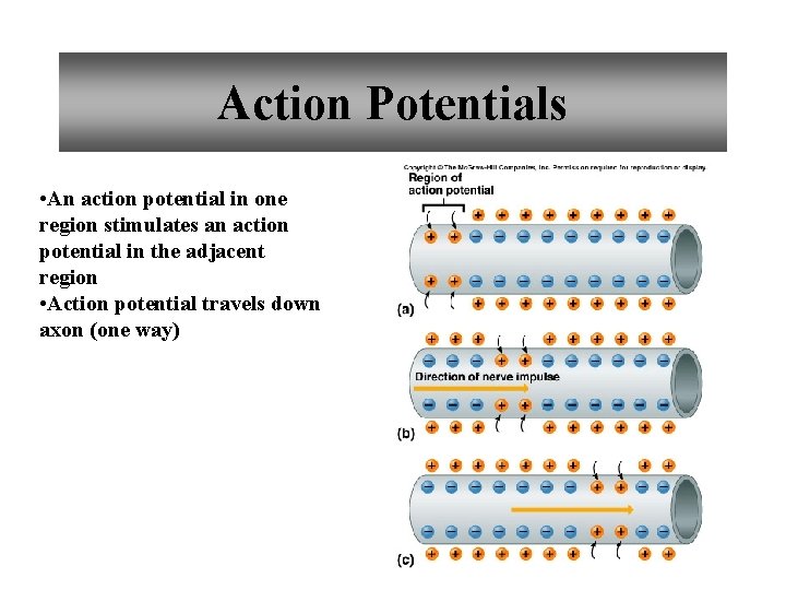 Action Potentials • An action potential in one region stimulates an action potential in
