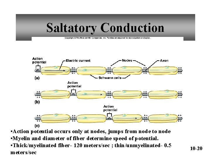 Saltatory Conduction • Action potential occurs only at nodes, jumps from node to node