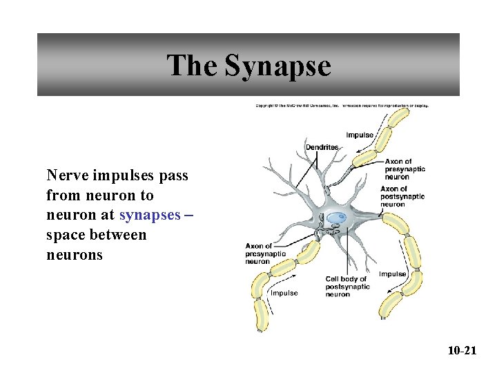 The Synapse Nerve impulses pass from neuron to neuron at synapses – space between