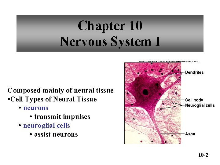 Chapter 10 Nervous System I Composed mainly of neural tissue • Cell Types of
