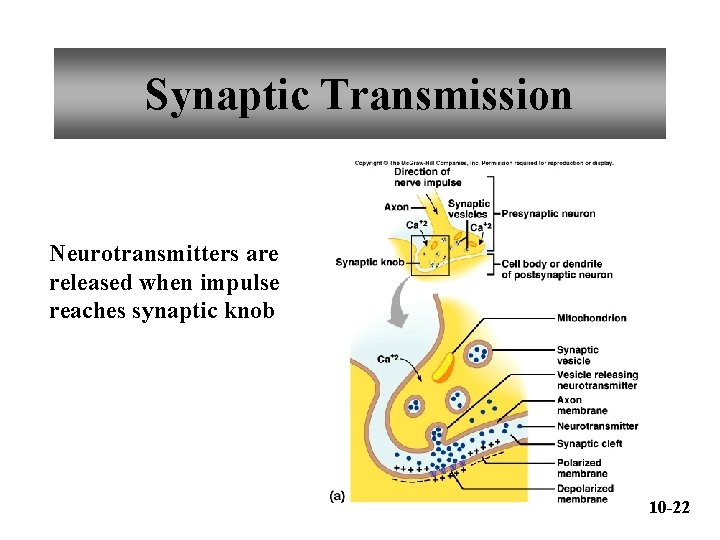 Synaptic Transmission Neurotransmitters are released when impulse reaches synaptic knob 10 -22 