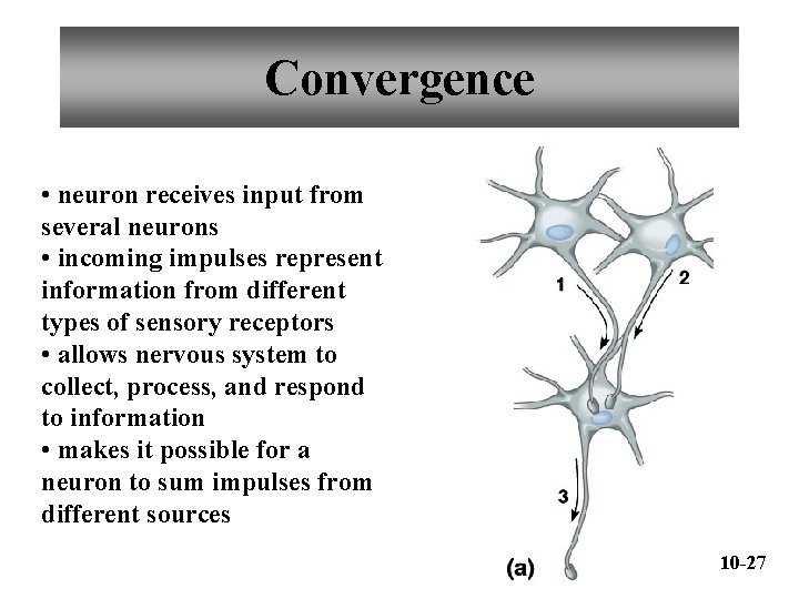 Convergence • neuron receives input from several neurons • incoming impulses represent information from