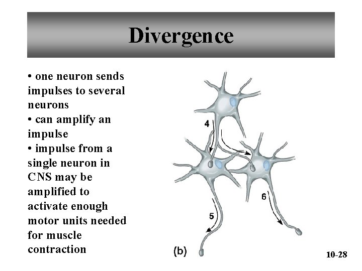 Divergence • one neuron sends impulses to several neurons • can amplify an impulse