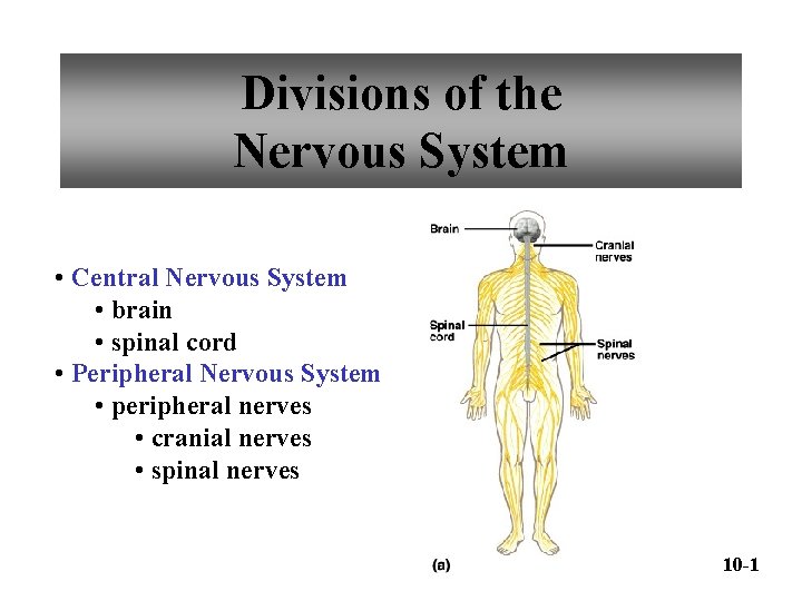 Divisions of the Nervous System • Central Nervous System • brain • spinal cord