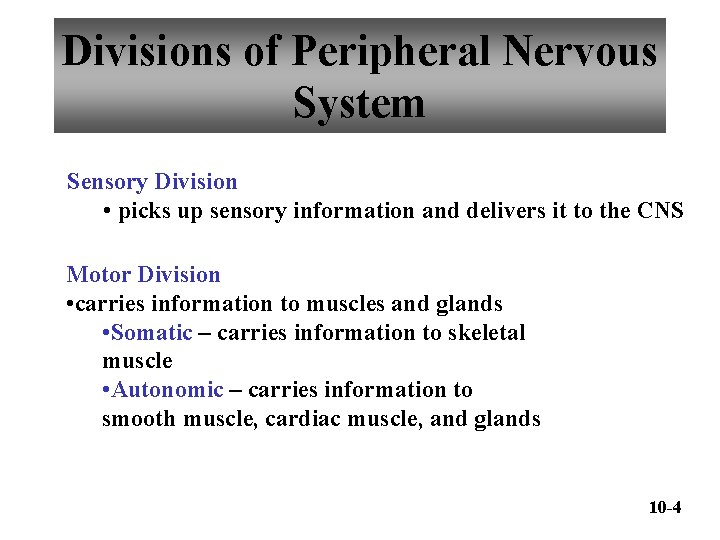 Divisions of Peripheral Nervous System Sensory Division • picks up sensory information and delivers