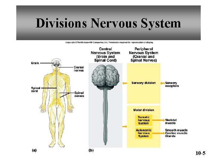Divisions Nervous System 10 -5 