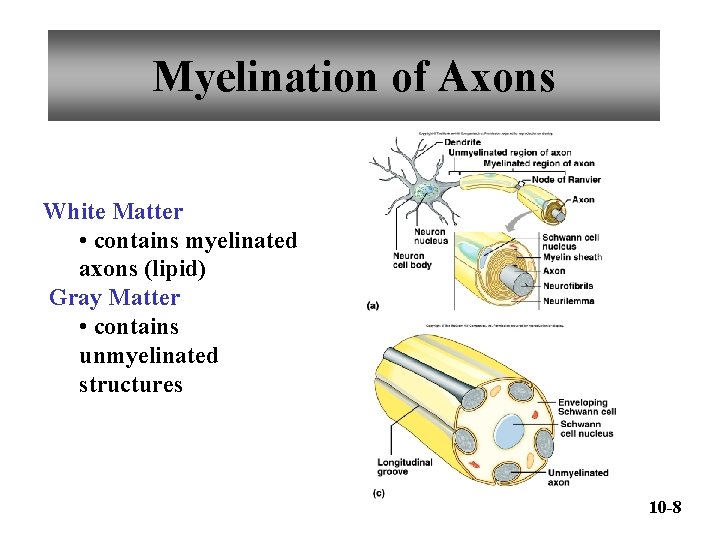 Myelination of Axons White Matter • contains myelinated axons (lipid) Gray Matter • contains