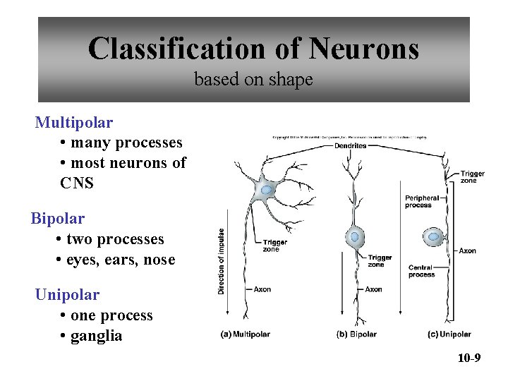 Classification of Neurons based on shape Multipolar • many processes • most neurons of