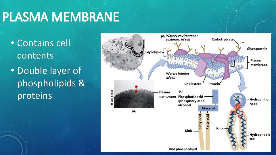 PLASMA MEMBRANE • Contains cell contents • Double layer of phospholipids & proteins 
